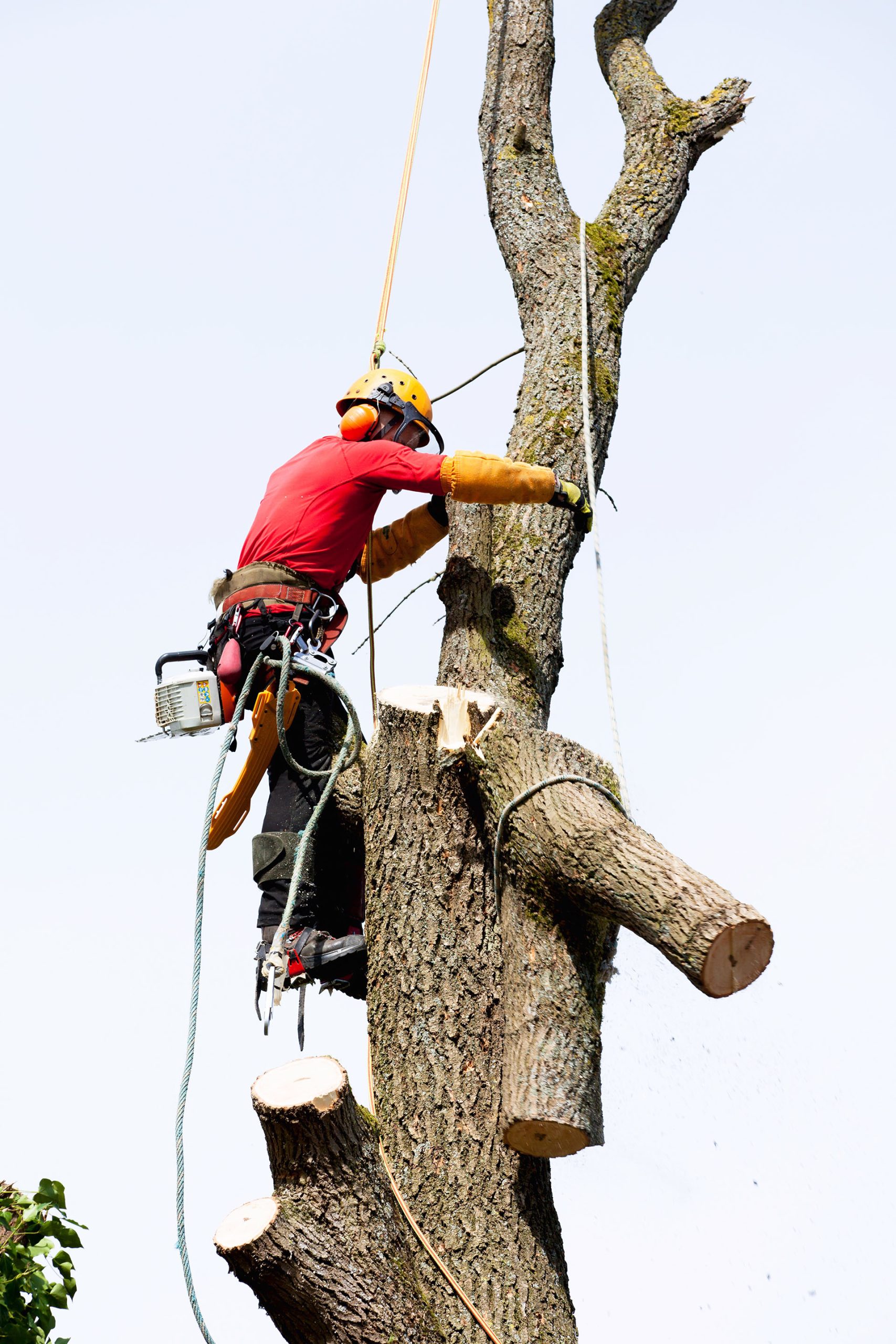 Tree worker in safety gear trimming a large tree high in the canopy